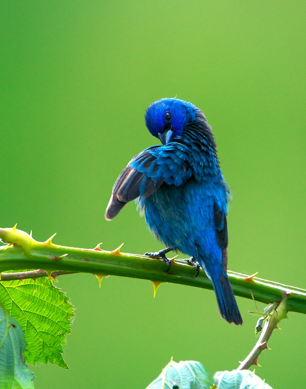 NW Bird Blog: Indigo Bunting